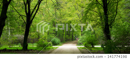 Green Forest Path Through Lush Spring Woodland 141774198