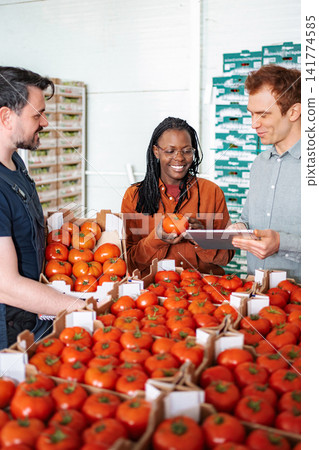 People checking fresh tomatoes in warehouse for distribution People checking fresh tomatoes in warehouse for distribution 141774585