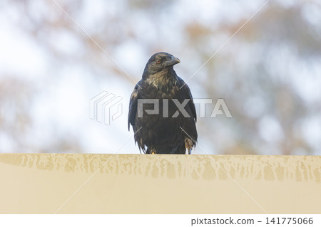 An Australian Raven bird standing on a steel railing on a sunny day An Australian Raven bird standing on a steel railing on a sunny day 141775066