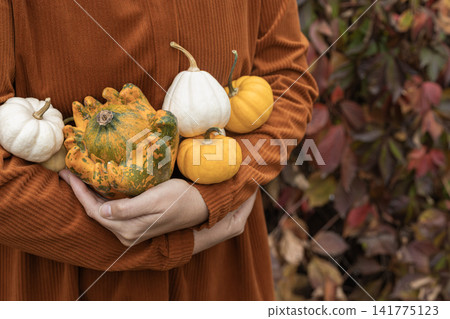 Person holding white and orange pumpkins and gourd in autumn dress Person holding white and orange pumpkins and gourd in autumn dress 141775123