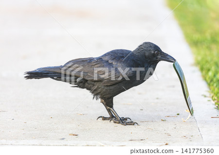 An Australian Raven bird playing with a sports ground entry ticket An Australian Raven bird playing with a sports ground entry ticket 141775360