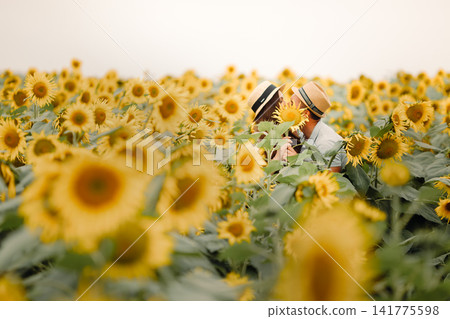 Endless sunflower field under warm summer sky. Blooming floral landscape representing nature, agriculture and seasonal beauty concept. Endless sunflower field under warm summer sky. Blooming floral landscape representing nature, agriculture and seasonal beauty concept. 141775598