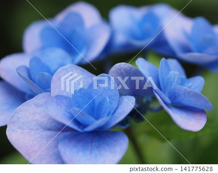 藍色重瓣繡球花（20260712071742） 141775628