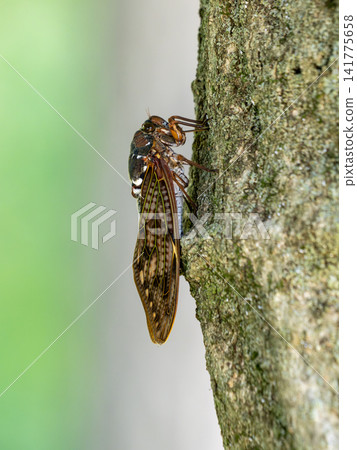 Abra Zemi catching trees Abra Zemi catching trees 141775658