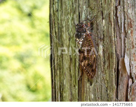 Abra Zemi catching trees Abra Zemi catching trees 141775665