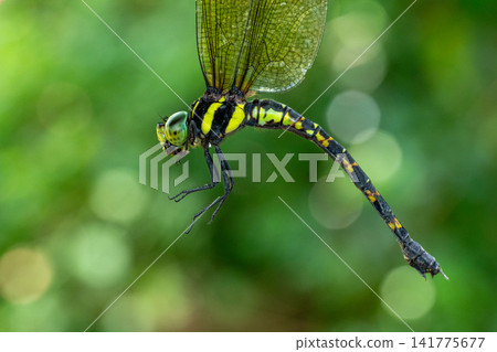 A photograph taken from the side, with the wings of a Japanese damselfly being held. A photograph taken from the side, with the wings of a Japanese damselfly being held. 141775677