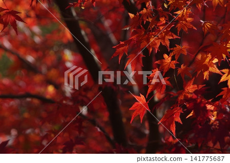 Bright red autumn leaves Bright red autumn leaves 141775687