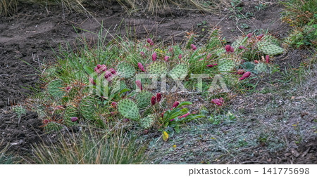 Opuntia Macrorhiza Cactus with Red Fruits and Long Spines in Autumn Opuntia Macrorhiza Cactus with Red Fruits and Long Spines in Autumn 141775698