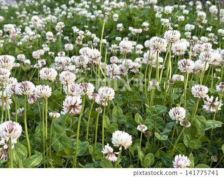 白三葉草花 白三葉草花 141775741
