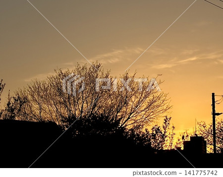 夕陽下閃閃發光的樹木 141775742