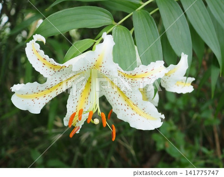 Lilies in the morning (20260712072206) Lilies in the morning (20260712072206) 141775747