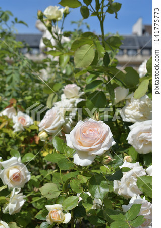 2026年6月7日，巴黎皇家宮殿花園裡盛開著美麗的玫瑰，這是初夏時節的景象。 141775773