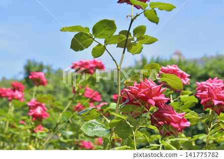 Beautiful roses blooming in the Palais Royal gardens, early summer in Paris, photographed on June 7, 2026. Beautiful roses blooming in the Palais Royal gardens, early summer in Paris, photographed on June 7, 2026. 141775782