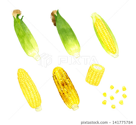Corn set - Hand-drawn watercolor illustration of summer vegetables Corn set - Hand-drawn watercolor illustration of summer vegetables 141775784