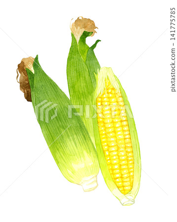 玉米系列 - 手繪水彩夏季蔬菜插圖 141775785