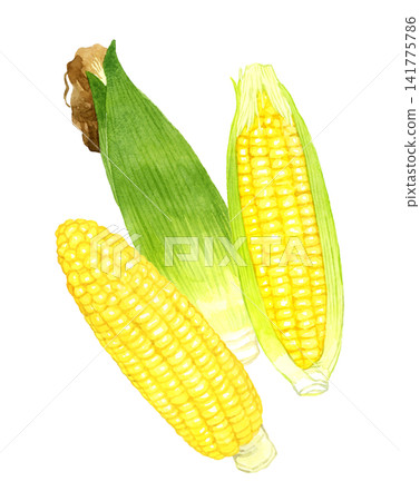 Corn set - Hand-drawn watercolor illustration of summer vegetables Corn set - Hand-drawn watercolor illustration of summer vegetables 141775786