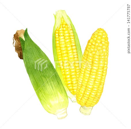 玉米系列 - 手繪水彩夏季蔬菜插圖 141775787
