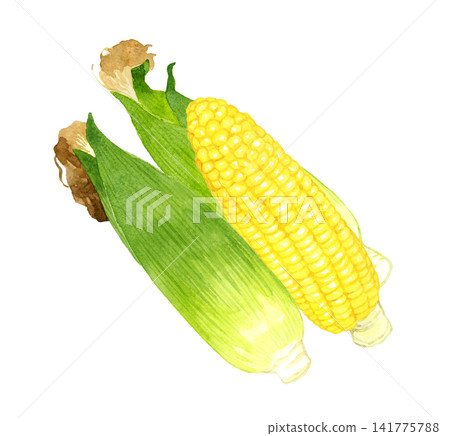 玉米系列 - 手繪水彩夏季蔬菜插圖 141775788