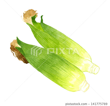Corn set - Hand-drawn watercolor illustration of summer vegetables Corn set - Hand-drawn watercolor illustration of summer vegetables 141775789
