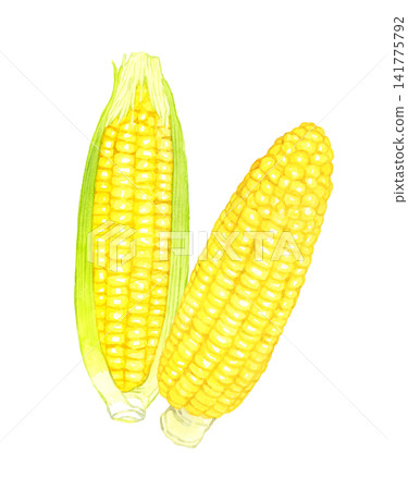 Corn set - Hand-drawn watercolor illustration of summer vegetables Corn set - Hand-drawn watercolor illustration of summer vegetables 141775792