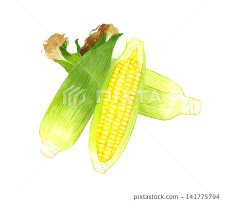 玉米系列 - 手繪水彩夏季蔬菜插圖 玉米系列 - 手繪水彩夏季蔬菜插圖 141775794