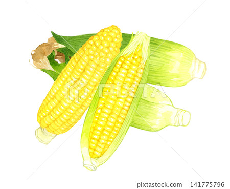 Corn set - Hand-drawn watercolor illustration of summer vegetables Corn set - Hand-drawn watercolor illustration of summer vegetables 141775796