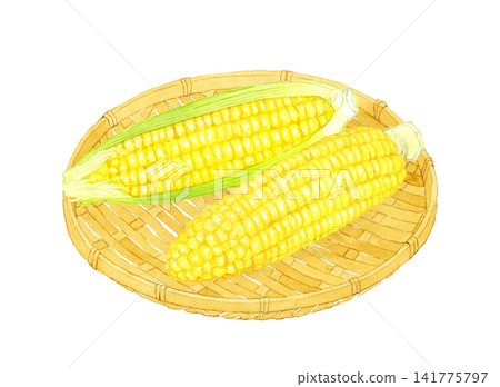 竹籃裡的玉米－手繪水彩夏季蔬菜插圖 141775797