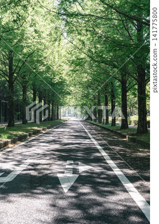 基米諾莫里水杉林立的道路,箭頭指向行進方向。 基米諾莫里水杉林立的道路,箭頭指向行進方向。 141775800