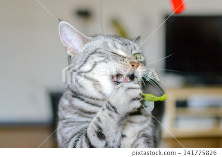An American Shorthair cat is fascinated and excited by a bird toy. An American Shorthair cat is fascinated and excited by a bird toy. 141775826