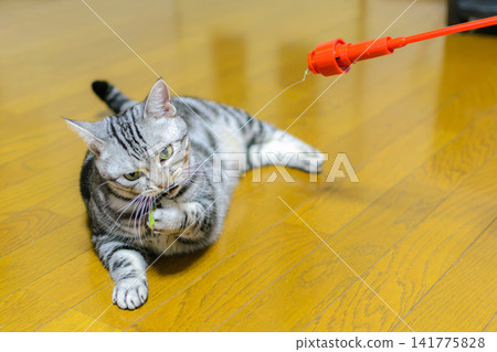 An American Shorthair cat playing with a bird toy. An American Shorthair cat playing with a bird toy. 141775828