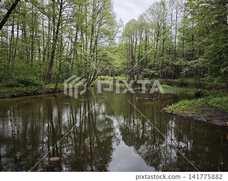 A calm forest river flowing through lush green trees A calm forest river flowing through lush green trees 141775882