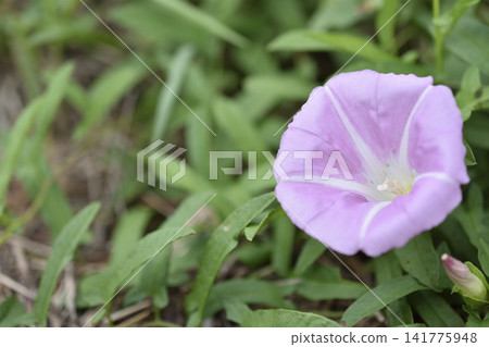 喇叭花 喇叭花 141775948