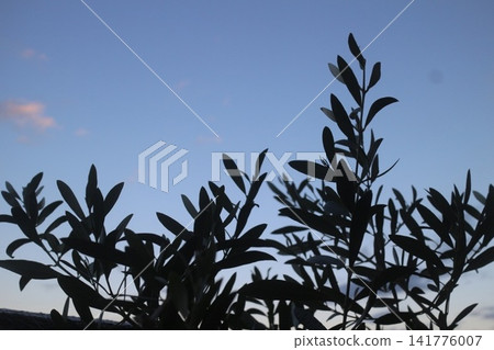 Leaves in the sun Leaves in the sun 141776007