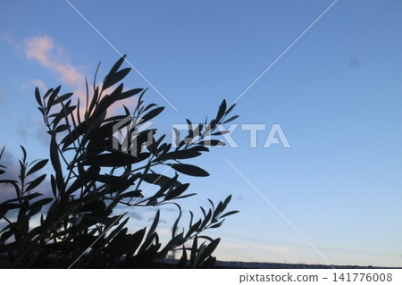 Blue sky and olive Blue sky and olive 141776008