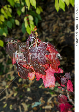 Burgundy Oakleaf Hydrangea Foliage with Faded Flower Cluster Burgundy Oakleaf Hydrangea Foliage with Faded Flower Cluster 141776009