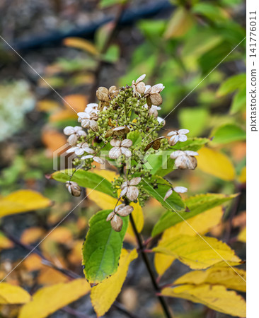 Autumn Panicle Hydrangea Stem with Dried Flowers and Yellowing Leaves Autumn Panicle Hydrangea Stem with Dried Flowers and Yellowing Leaves 141776011