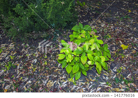 Compact Bigleaf Hydrangea Shrub with Yellow Green Autumn Foliage 141776016