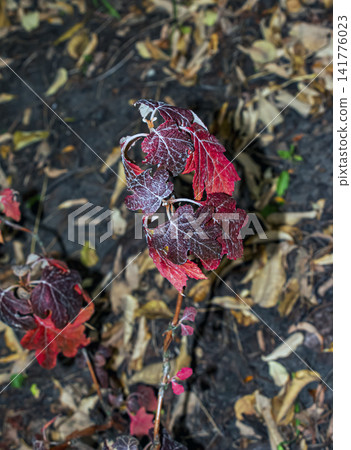 Dark Purple Oakleaf Hydrangea Leaves on Autumn Garden Shoot Dark Purple Oakleaf Hydrangea Leaves on Autumn Garden Shoot 141776023