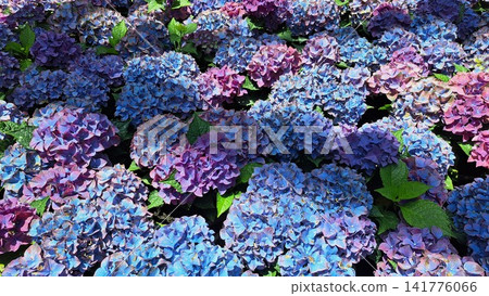 Vibrant field of blue and purple hydrangea flowers blooming in full blossom, creating a lush botanical backdrop for natural spring background, garden design, and floral decoration projects. Vibrant field of blue and purple hydrangea flowers blooming in full blossom, creating a lush botanical backdrop for natural spring background, garden design, and floral decoration projects. 141776066