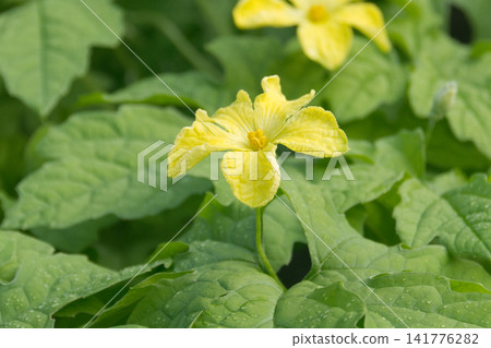 Yellow bitter melon flowers wet with morning dew Yellow bitter melon flowers wet with morning dew 141776282