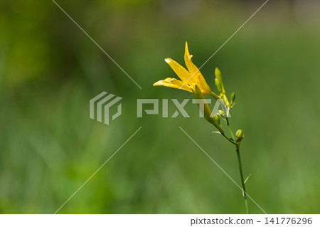 Yugege花 Yugege花 141776296