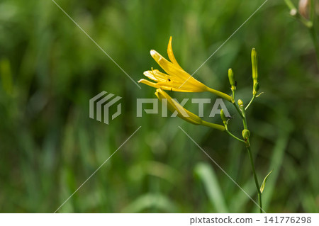 Yugege flowers Yugege flowers 141776298