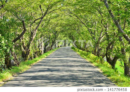 綠樹成蔭的街道,陽光透過翠綠的樹葉灑下斑駁的光影(3) 綠樹成蔭的街道,陽光透過翠綠的樹葉灑下斑駁的光影(3) 141776458