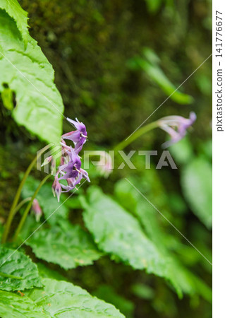 Squid flower Squid flower 141776677