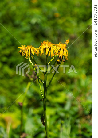 Flowers of Ligularia fischeri Flowers of Ligularia fischeri 141776732