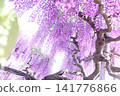  Wisteria flowers 141776866