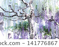  Wisteria flowers 141776867