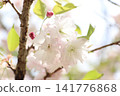 Cherry Blossoms	 141776868