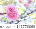 Cherry Blossoms	 141776869