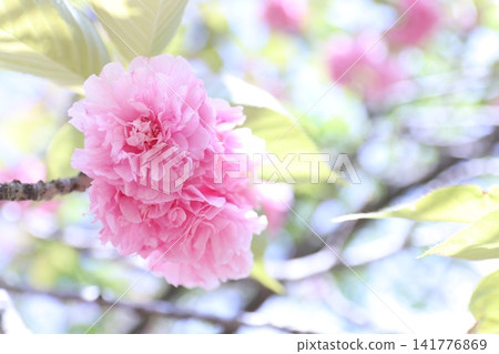 Cherry Blossoms Cherry Blossoms 141776869